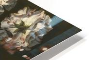 A study of striped white gallica roses HD Metal print