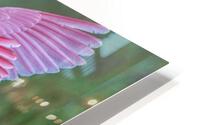 Roseate Spoonbill  HD Metal print