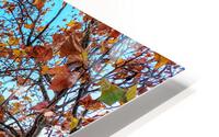Paris in Autumn HD Metal print