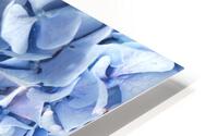 9840 Hydrangea Blue HD Metal print