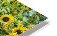 2022 July 15 Sunflower03 HD Metal print