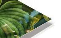 large plant leaves HD Metal print