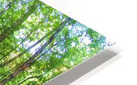 2022 Sept 18 ForestScene01 HD Metal print