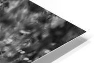 Pssst ...over here. HD Metal print