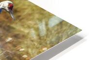 Sandhill Reflection HD Metal print