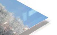 hoar frost on trees HD Metal print