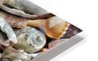 Seashells  HD Metal print