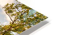 Cliff Ledge Sunset HD Metal print