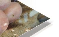 Potatoes HD Metal print