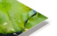 Water Lily HD Metal print