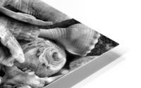 Seashells B&W HD Metal print