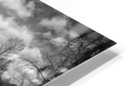 Tree in Field  B&W HD Metal print