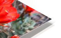 Scarlet Hedgehog Cactus Blooms HD Metal print