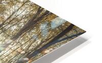 Stack of Logs in Forest HD Metal print
