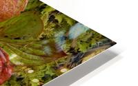 Dwarf Dogwood Growing From A Bed Of Dense Mosses, Transitions From The Greens Of Summer To The Reds Of Fall, Tongass National Forest, Alaska. HD Metal print