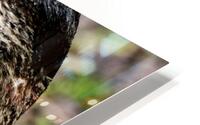 Canard Macro HD Metal print