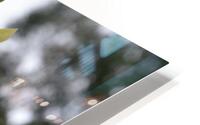 Fleur Blanche HD Metal print