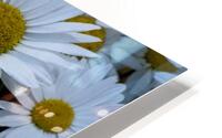 Harmonie naturelle : Decouvrez la delicatesse dun tapis de marguerites blanches en macro HD Metal print