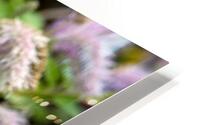 Immersion sauvage : Un champ de Sanguisorba obtusa une mer de beaute naturelle HD Metal print