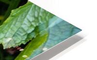Elegance florale : Lys blanc captivant entoure de feuillus verdoyants Impression metal HD