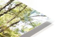 Spring May Morning in a Scottish Highlands Birch Forest HD Metal print
