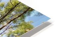 Early May Sun in a Scottish Highlands Birch Forest HD Metal print