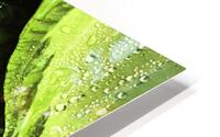 Rainy Hosta Leaves in Intelligent Art Nature Photography HD Metal print