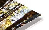 Autumnal Forest Walk in the Scottish Highlands HD Metal print