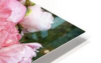 Peony Lovers Dream HD Metal print