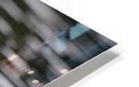 Bonapartes Gull HD Metal print