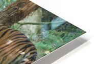 Tigers HD Metal print