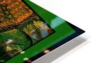 WATER LILIES WITH GIANT LEAF PAD   HD Metal print