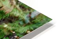 Bear Clawing Salmon HD Metal print