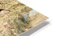 El Coyotito HD Metal print