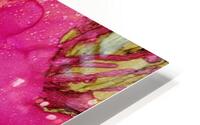 Tickled Pink Tulip HD Metal print
