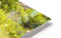 CO 2023 Elk1 HD Metal print