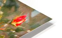 One Rose Bush - Different Colors HD Metal print