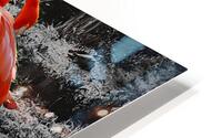 Flamingos Tucked HD Metal print