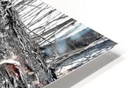Root Flare HD Metal print