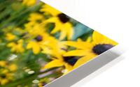 Monarch & Black Eyed Susan HD Metal print
