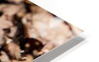 Garter Snakes HD Metal print