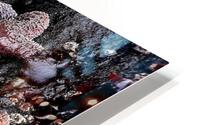 Tidal Pool 4 HD Metal print