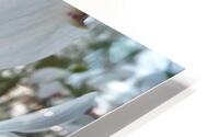 White Dogwood At Sunset HD Metal print