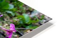 Creeping Phlox Streamside HD Metal print