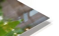 Lily Of The Valley HD Metal print