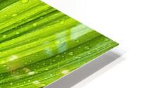 False Hellebore HD Metal print
