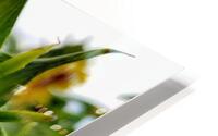 Sunflower Bud HD Metal print