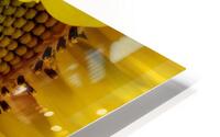 Sunflower Right HD Metal print