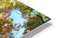 Golden Tree Horizontal HD Metal print