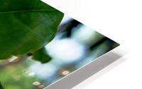 Magnolia Flower HD Metal print